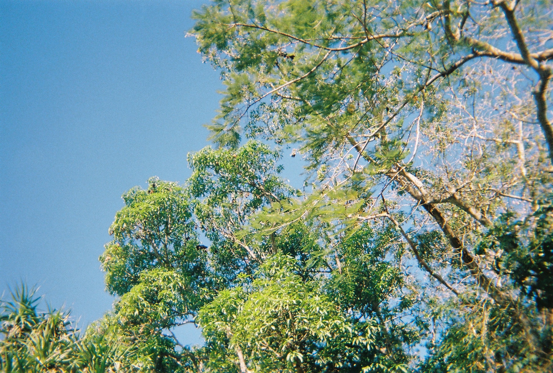 bats in the trees at yanuca island